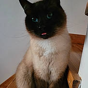 Pablo a rejoint le concours — aidez-le/la à gagner de superbes lots ! cat, siamese_cat, blue_eyes, tongue_out, fur, pet, animal, indoor, stairs, wooden_floor, whiskers, cute, feline, sitting, close_up, domestic_animal, playful, portrait, household, mischievous