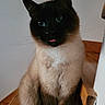 cat, siamese_cat, blue_eyes, tongue_out, fur, pet, animal, indoor, stairs, wooden_floor, whiskers, cute, feline, sitting, close_up, domestic_animal, playful, portrait, household, mischievous