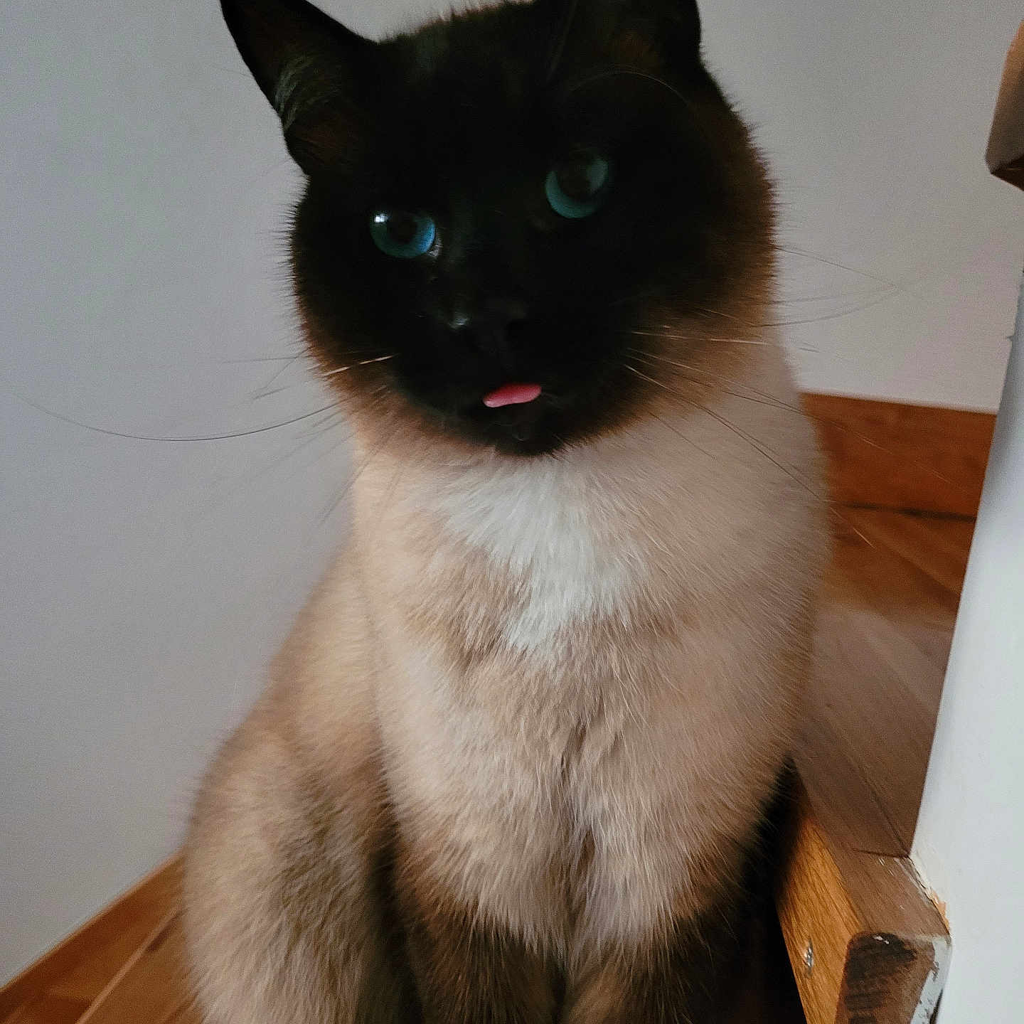Pablo a rejoint le concours — aidez-le/la à gagner de superbes lots ! cat, siamese_cat, blue_eyes, tongue_out, fur, pet, animal, indoor, stairs, wooden_floor, whiskers, cute, feline, sitting, close_up, domestic_animal, playful, portrait, household, mischievous