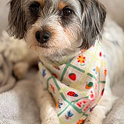 Cookie joined the competition — help win amazing prizes! adorable, animal, bandana, blanket, closeup, colorful, cute, cute_pet, dog, domestic_animal, friendly, fur, indoor, mammal, paw, pet, portrait, relaxed, resting, soft