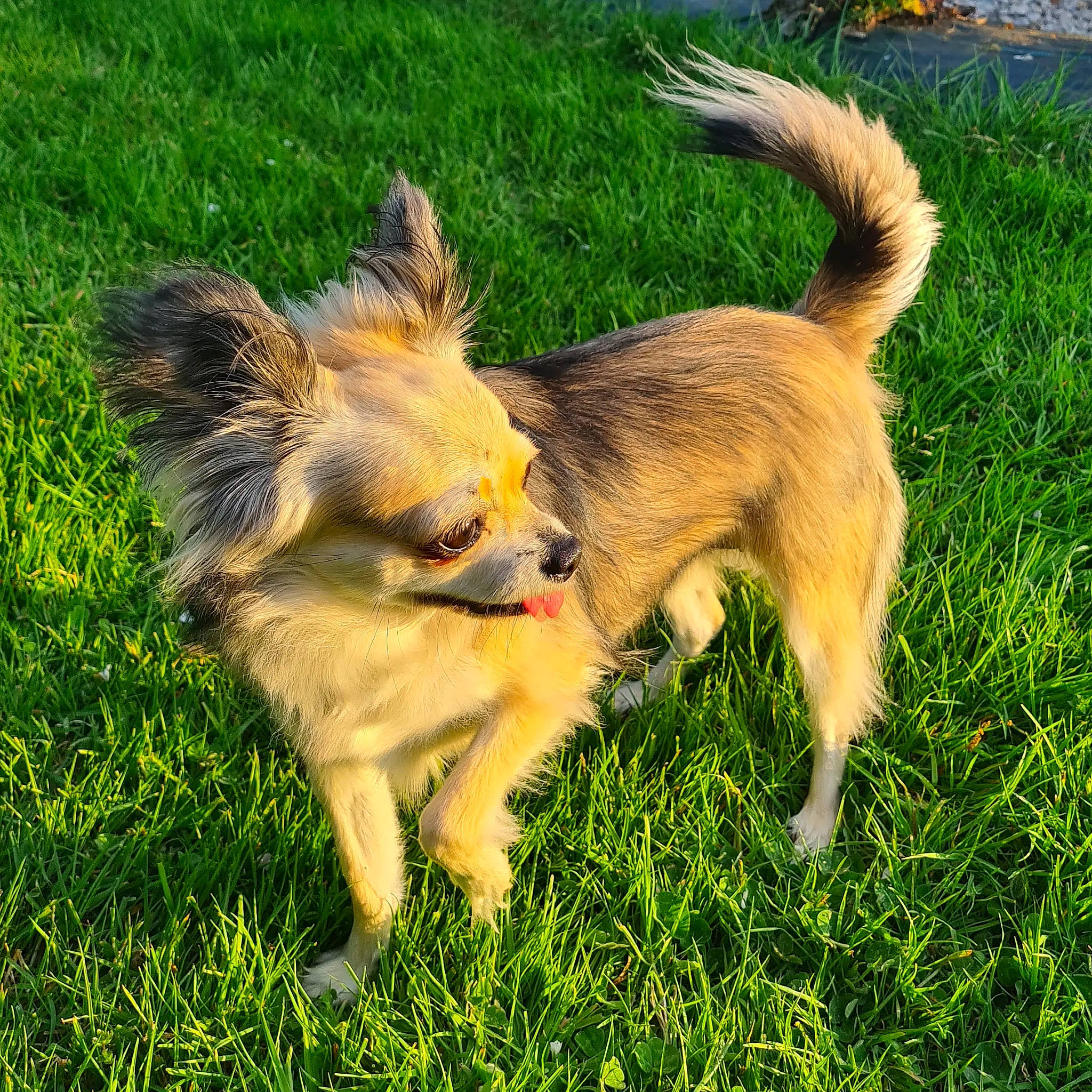 Pêche participe au concours pour gagner de l'argent avec cette photo : art, canidae, carnivore, companion_dog, disc_dog, dog, dog_breed, fawn, fur, grass, grassland, pasture, paw, plant, sporting_group, tail, terrestrial_animal, wildlife, working_dog