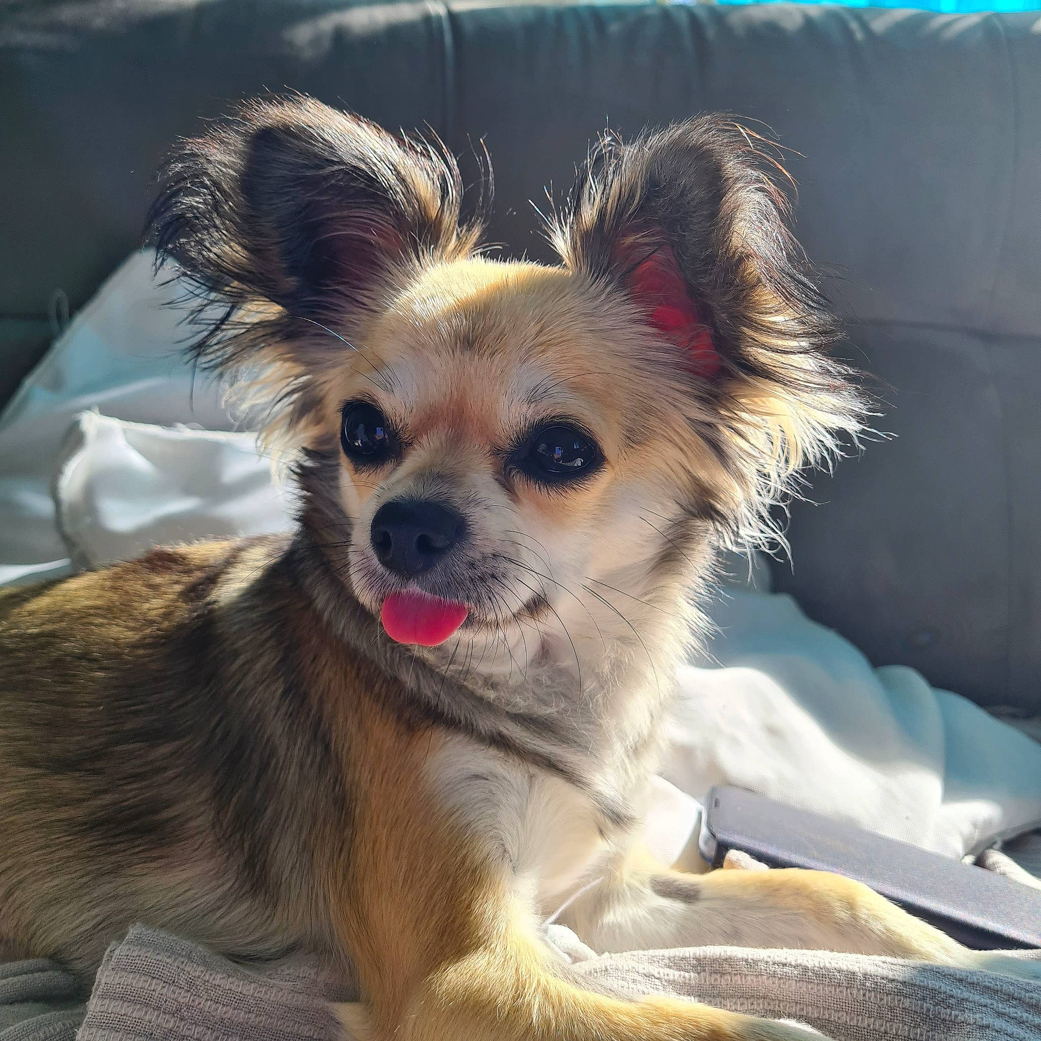 Pêche participe au concours pour gagner de l'argent avec cette photo : canidae, carnivore, chihuahua, companion_dog, corgi_chihuahua, dog, dog_breed, dog_supply, fawn, fur, papillon, paw, puppy, russkiy_toy, snout, sporting_group, terrestrial_animal, toy_dog, whiskers