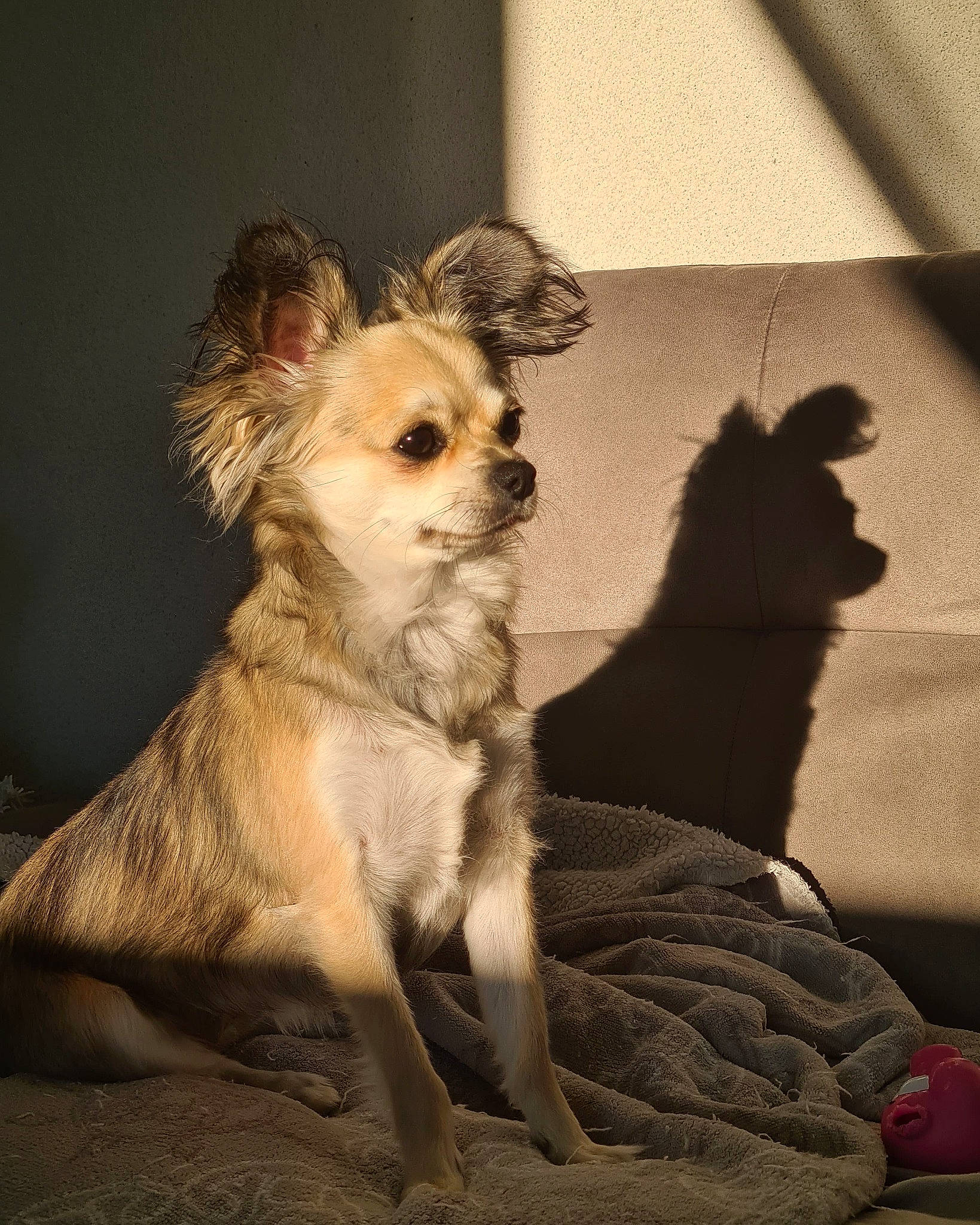 Pêche a rejoint le concours — aidez-le/la à gagner de superbes lots ! canidae, carnivore, comfort, companion_dog, dog, dog_breed, dog_clothes, dog_supply, fawn, fur, paw, small_terrier, snout, sporting_group, terrier, tints_and_shades, toy_dog, whiskers, working_animal