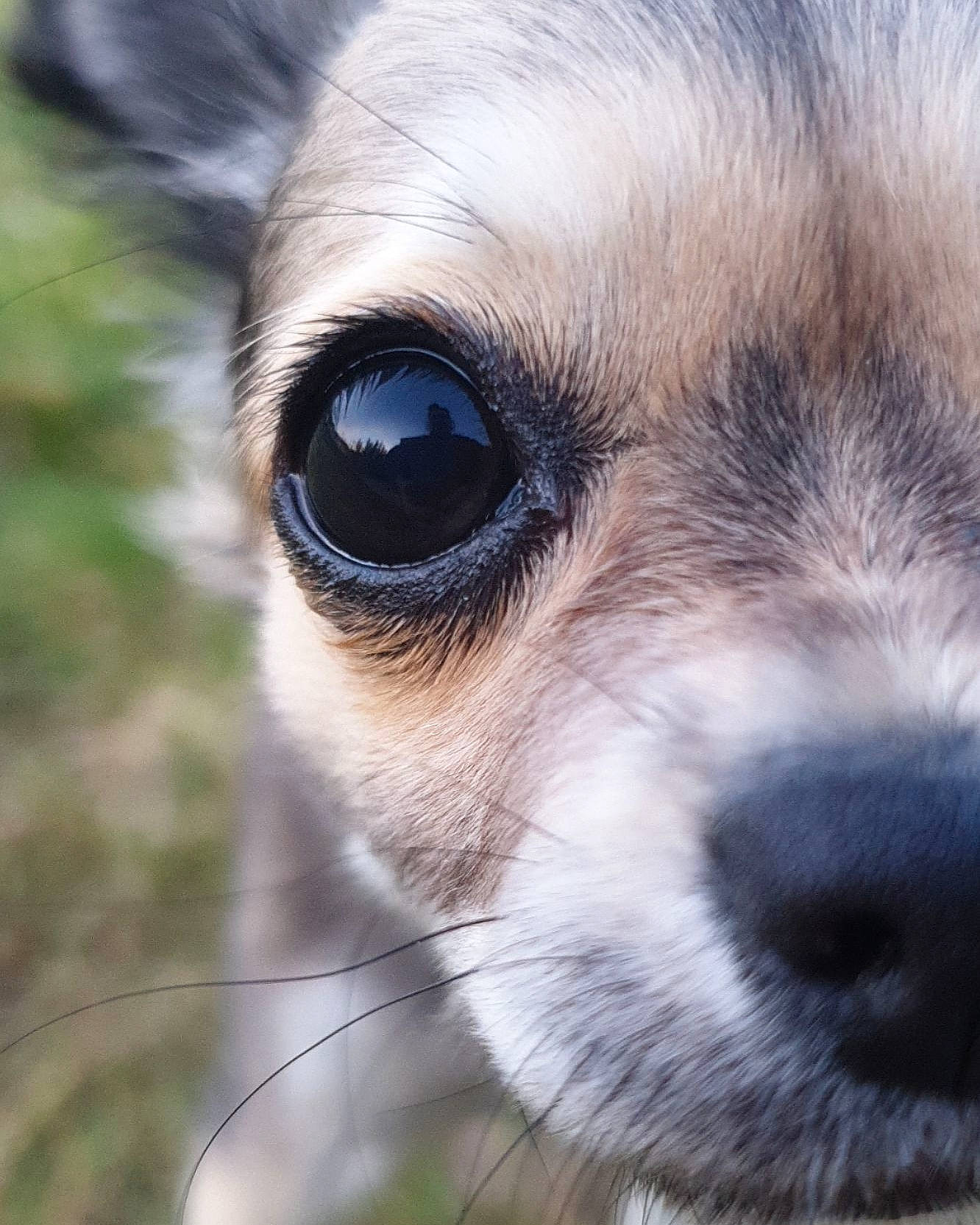 Pêche a rejoint le concours — aidez-le/la à gagner de superbes lots ! carnivore, close_up, companion_dog, dog, dog_breed, ear, eye, eyelash, fawn, fur, grass, hair, head, human_body, iris, snout, terrestrial_animal, toy_dog, whiskers, working_animal