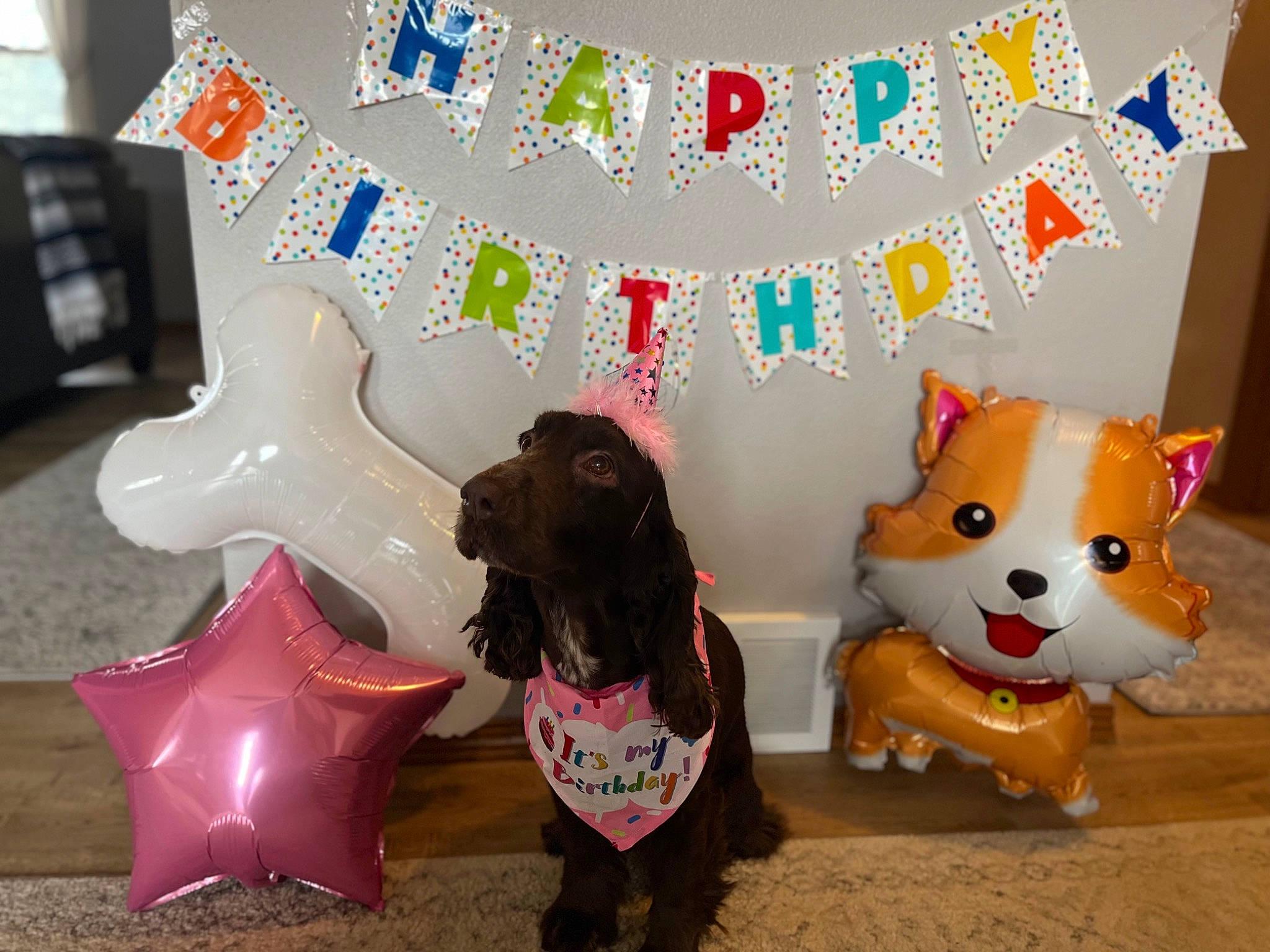Piper joined the competition — help win amazing prizes! art, balloon, carnivore, child, companion_dog, dog, dog_breed, dog_supply, event, fawn, flooring, font, fur, mammal, party_supply, pink, stuffed_toy, toy, visual_arts, working_animal