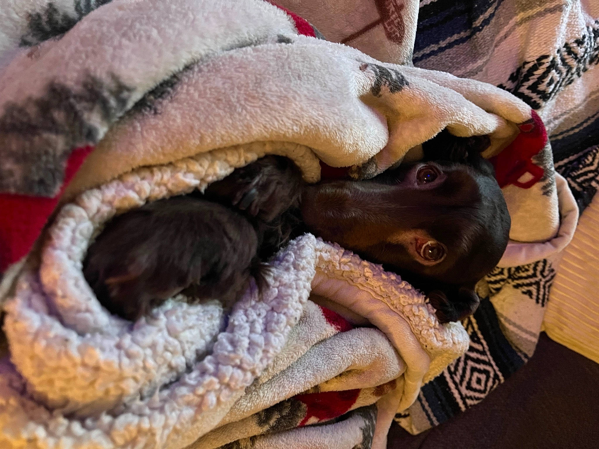 Piper is registered to the contest to win money with this photo: blanket, brown, canidae, carnivore, comfort, companion_dog, dog, dog_breed, fawn, fur, guard_dog, linens, liver, nap, pattern, sporting_group, wood, working_animal