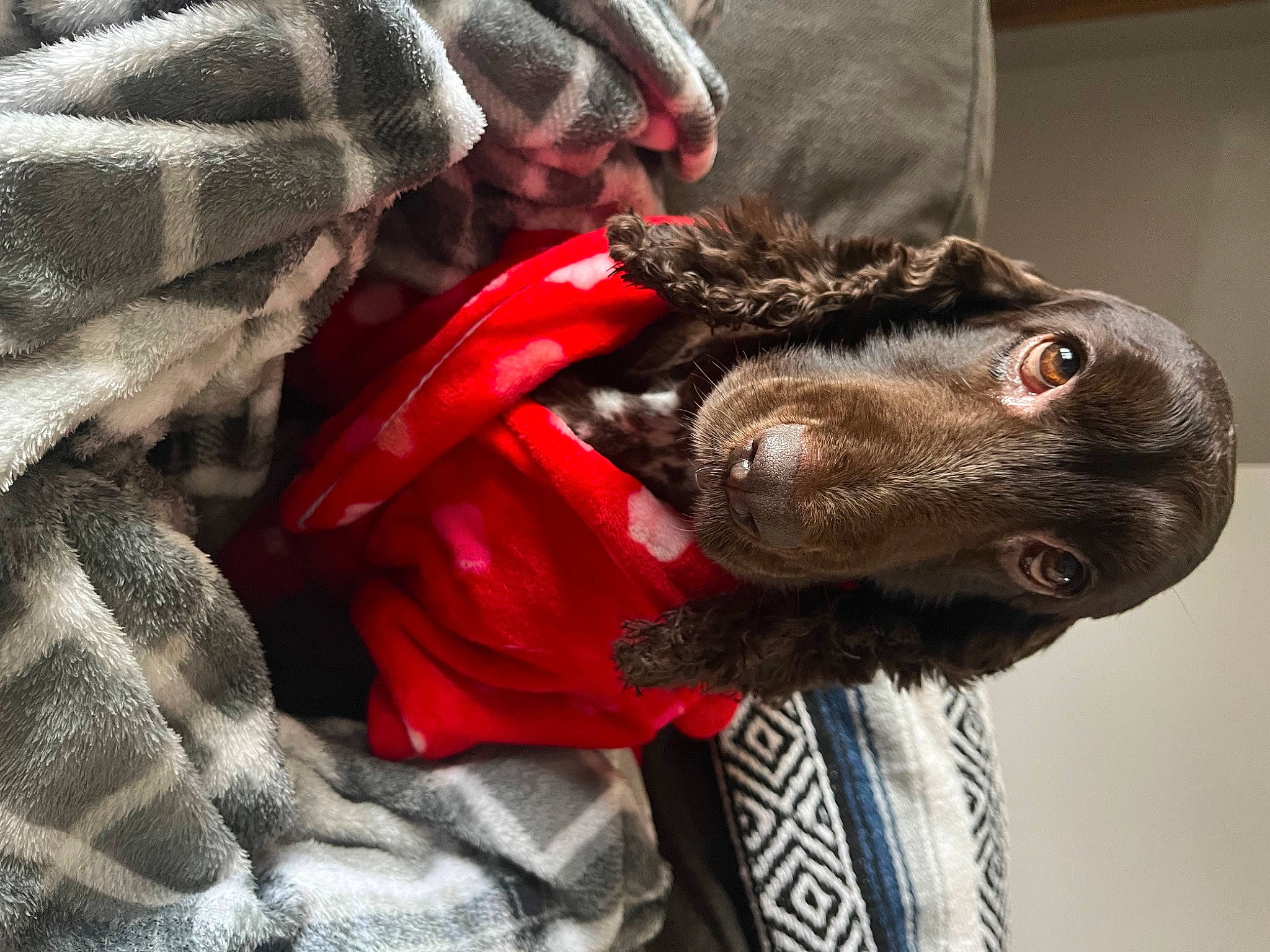 Piper is registered to the contest to win money with this photo: carmine, carnivore, claw, comfort, companion_dog, dog, dog_breed, felidae, fur, gesture, grey, guard_dog, linens, liver, small_to_medium_sized_cats, snout, sporting_group, whiskers, wrinkle