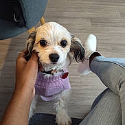 Bella joined the competition — help win amazing prizes! dog, small_dog, purple_sweater, pet, hand, jeans, white_boots, wood_floor, chair, indoor, cute, looking_up, fur, collar, tag, person, casual_clothing, flooring, cozy, domestic