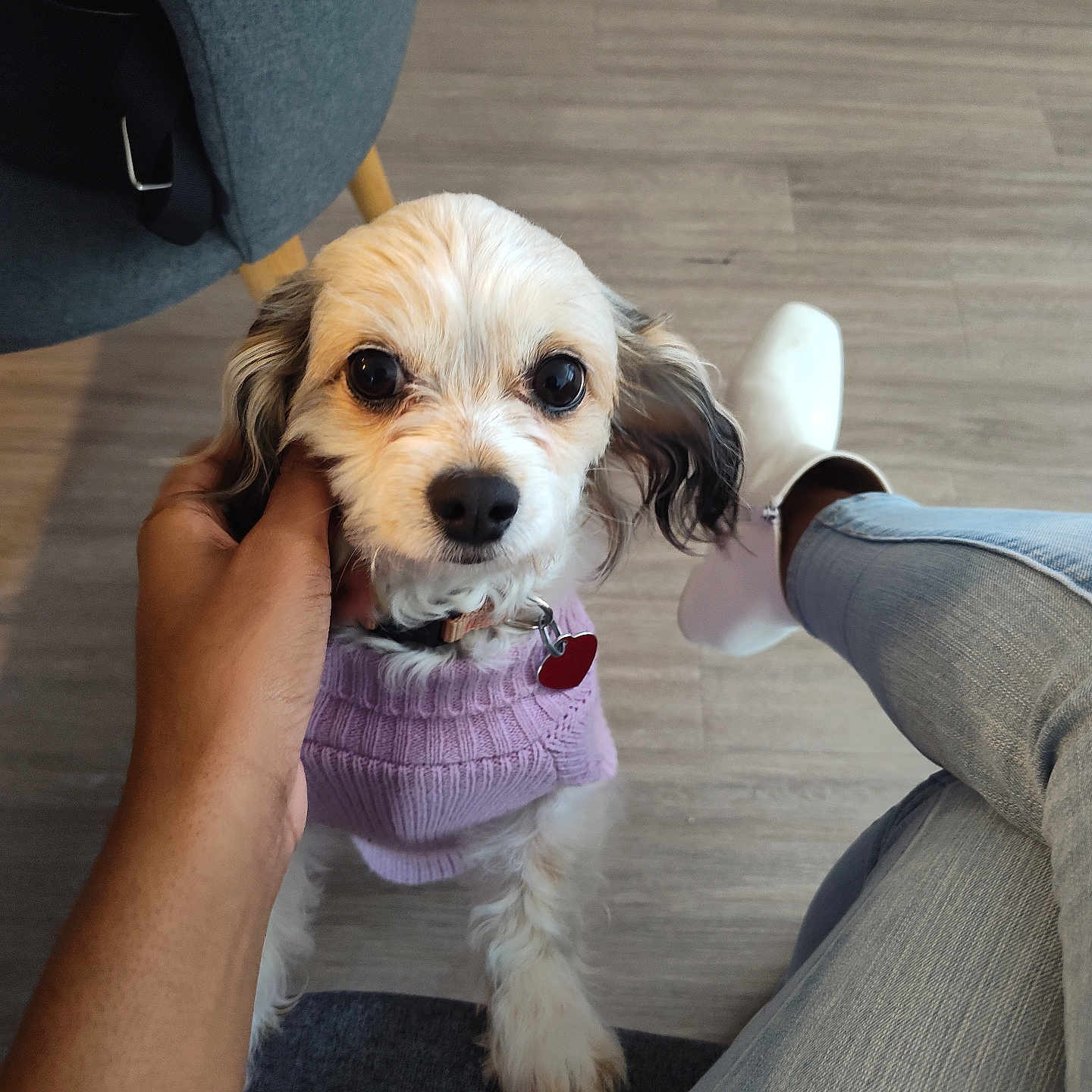 Bella joined the competition — help win amazing prizes! casual_clothing, chair, collar, cozy, cute, dog, domestic, flooring, fur, hand, indoor, jeans, looking_up, person, pet, purple_sweater, small_dog, tag, white_boots, wood_floor