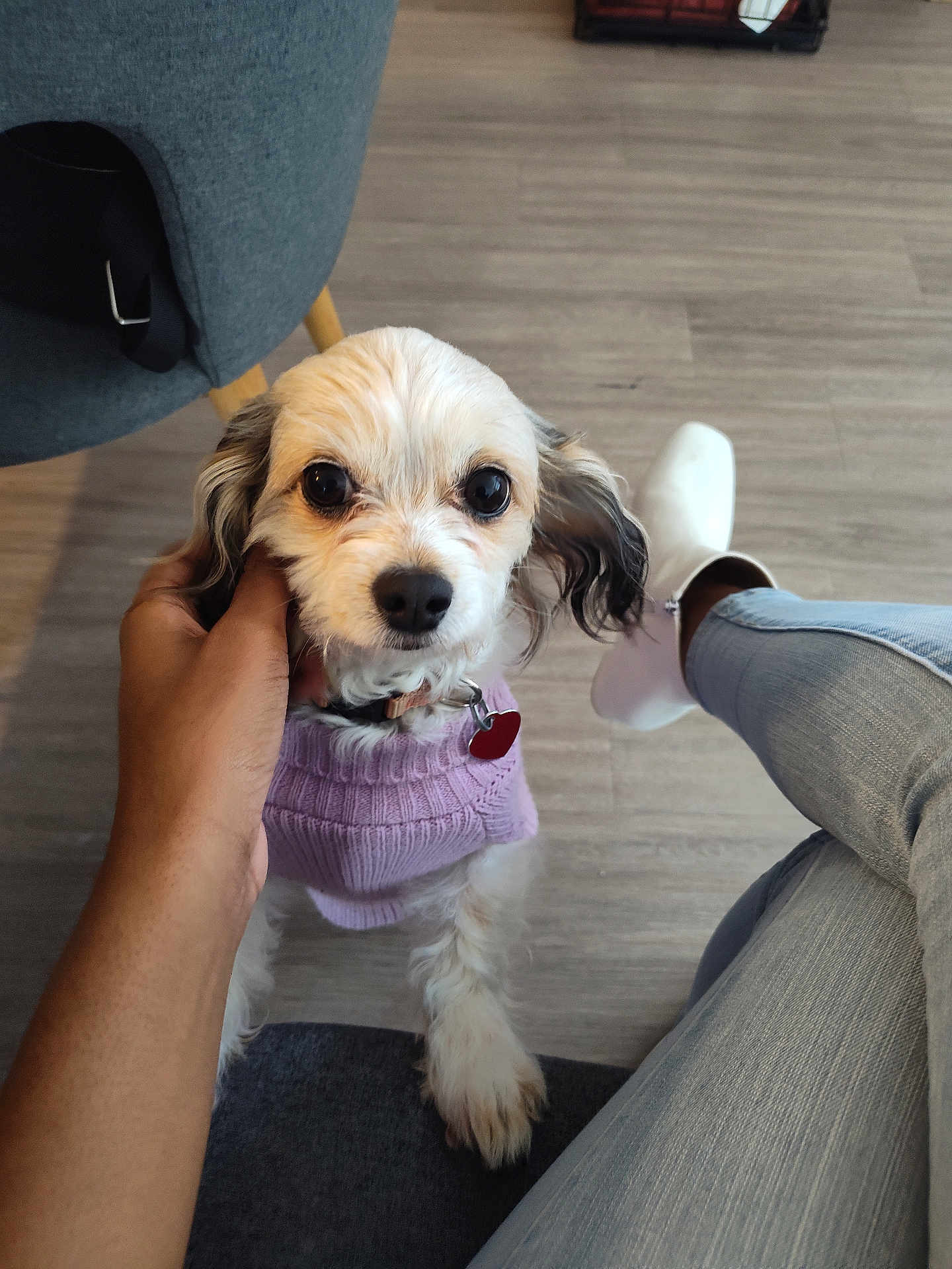 Bella joined the competition — help win amazing prizes! dog, small_dog, purple_sweater, pet, hand, jeans, white_boots, wood_floor, chair, indoor, cute, looking_up, fur, collar, tag, person, casual_clothing, flooring, cozy, domestic
