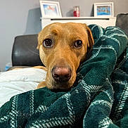 Luna joined the competition — help win amazing prizes! animal, blanket, brown_dog, close_up, comfort, couch, cozy, cute, dog, furniture, home, indoor, pet, plaid, portrait, relaxed, resting, snuggling, soft, warm