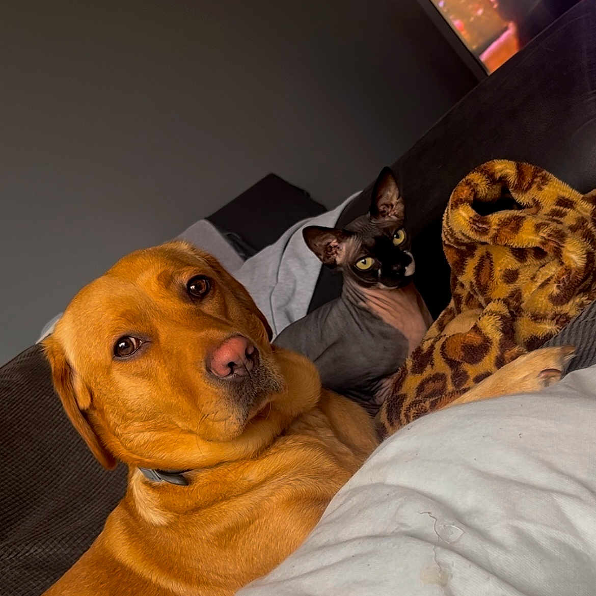 Luna And Drogan joined the competition — help win amazing prizes! animal, bed, blanket, bulldog, canine, cat, couch, cushion, dog, face, furniture, head, homedecor, hound, indoors, labradorretriever, person, pet, pitbull, puppy