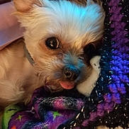 Ava is registered to the contest to win money with this photo: dog, small_dog, pet, blanket, cozy, fur, tongue_out, resting, indoors, closeup, cute, sleepy, colorful_blanket, texture, warm, soft, snuggled, relaxed, animal, companion