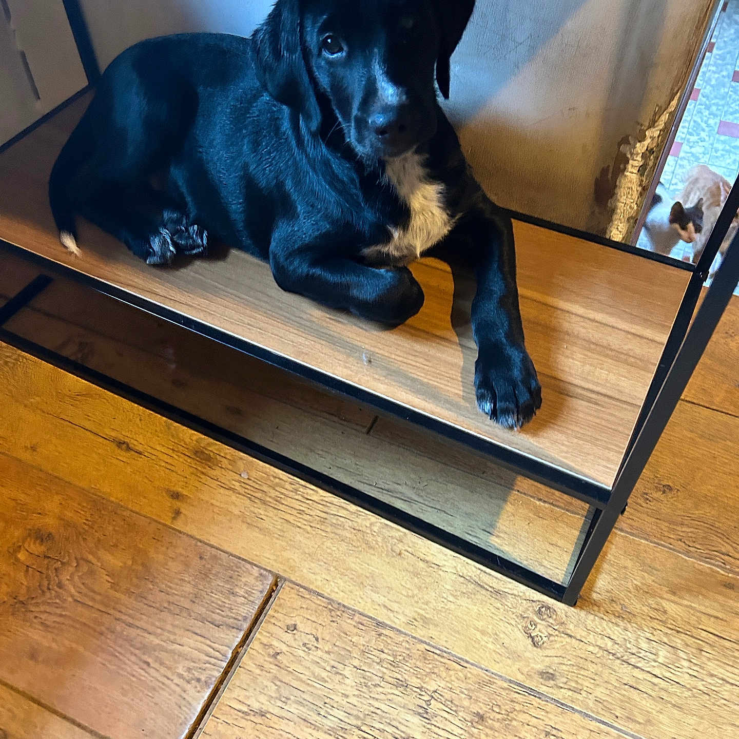 Gabin a rejoint le concours — aidez-le/la à gagner de superbes lots ! animal, canine, dog, dogbed, hardwood, hound, indoors, interiordesign, labradorretriever, pet, plywood, pointer, puppy, stainedwood, wood