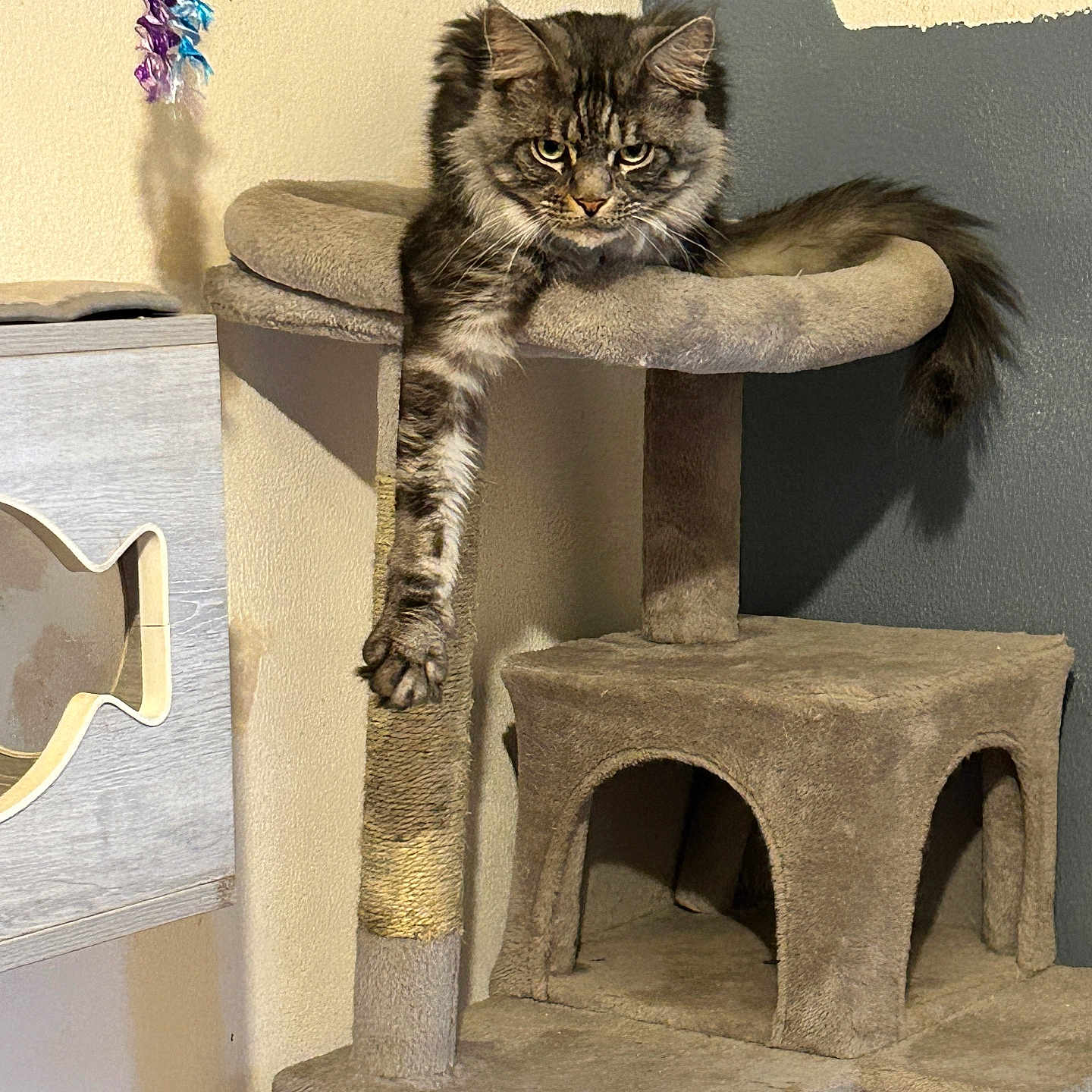 Thor