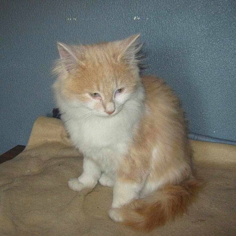 Sherkhan participe au concours pour gagner de l'argent avec cette photo : abyssinian, angora, animal, cat, kitten, manx, pet, siamese