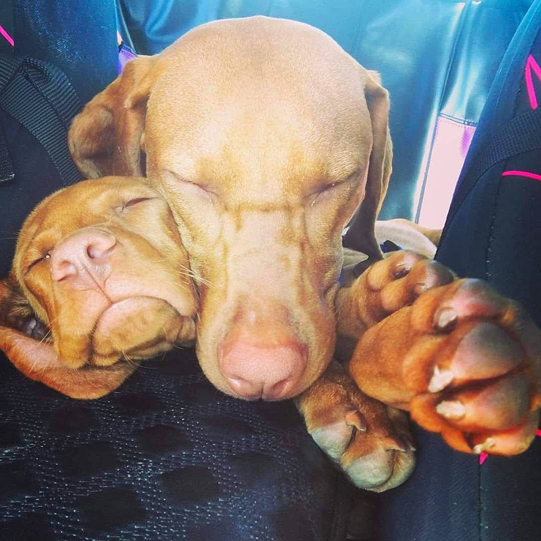 Freya And Poseidon is registered to the contest to win money with this photo: canidae, carnivore, dog, dog_breed, dogue_de_bordeaux, fawn, pointing_breed, puppy, snout, sporting_group, vizsla, weimaraner, wrinkle