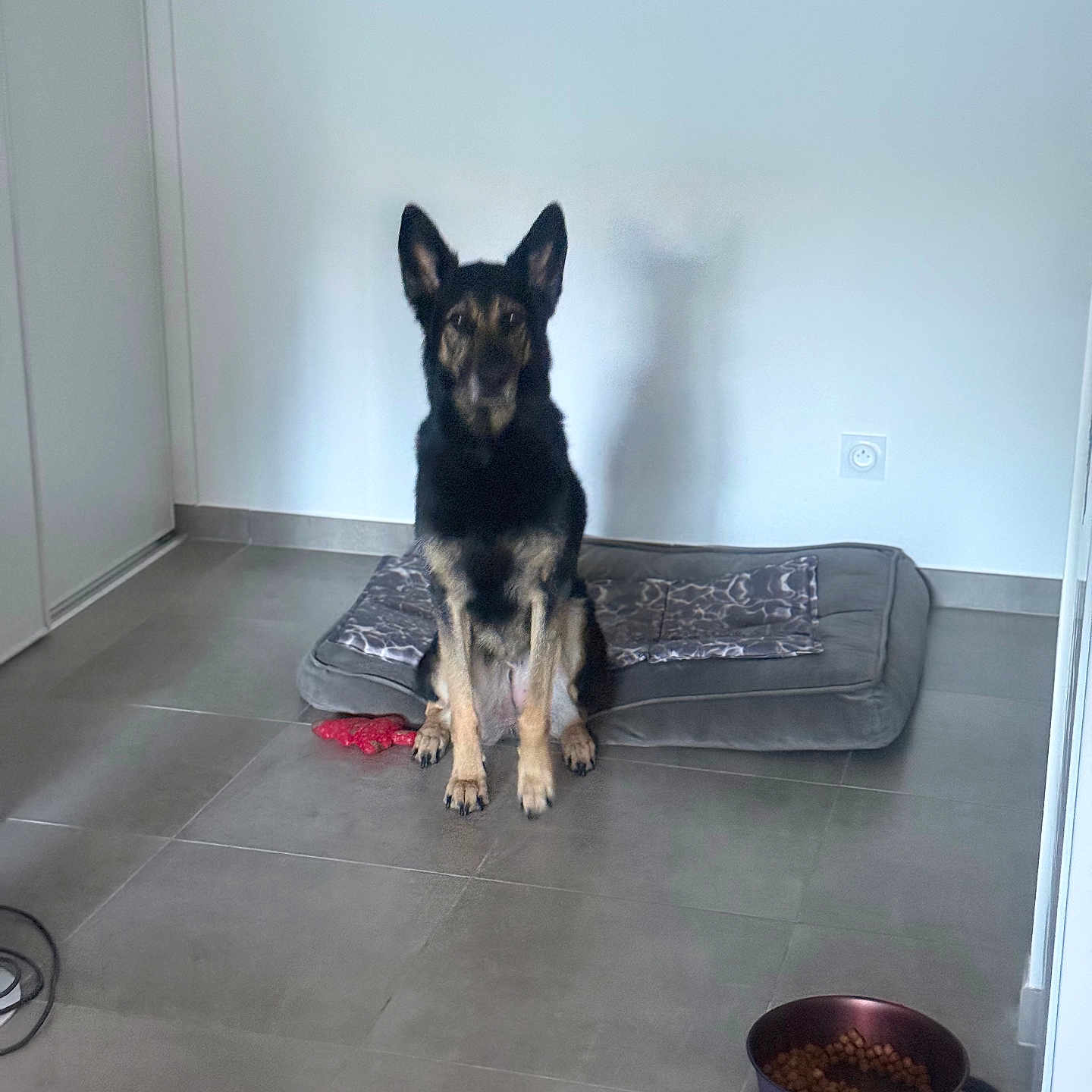 Sidra a rejoint le concours — aidez-le/la à gagner de superbes lots ! animal, black_and_tan, companion, dog, dog_bowl, domestic, ears_up, food, german_shepherd, gray, indoor, minimalist, obedient, pet, pet_bed, sitting, tile_floor, toy, wall_socket, water