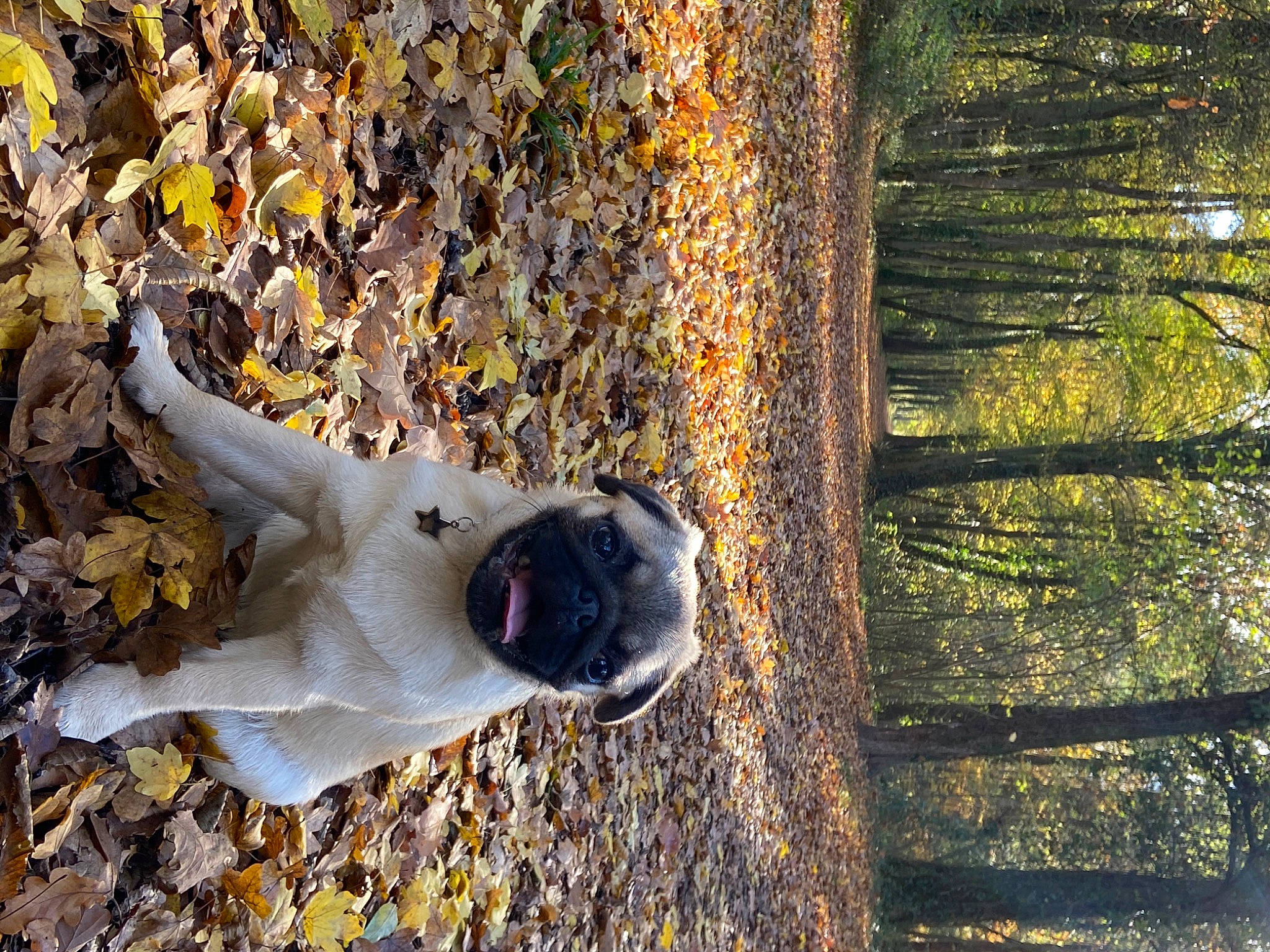 Roma a rejoint le concours — aidez-le/la à gagner de superbes lots ! branch, canidae, carnivore, companion_dog, deciduous, dog, dog_breed, fawn, forest, grass, people_in_nature, plant, snout, sporting_group, tail, tints_and_shades, tree, trunk, twig, wood