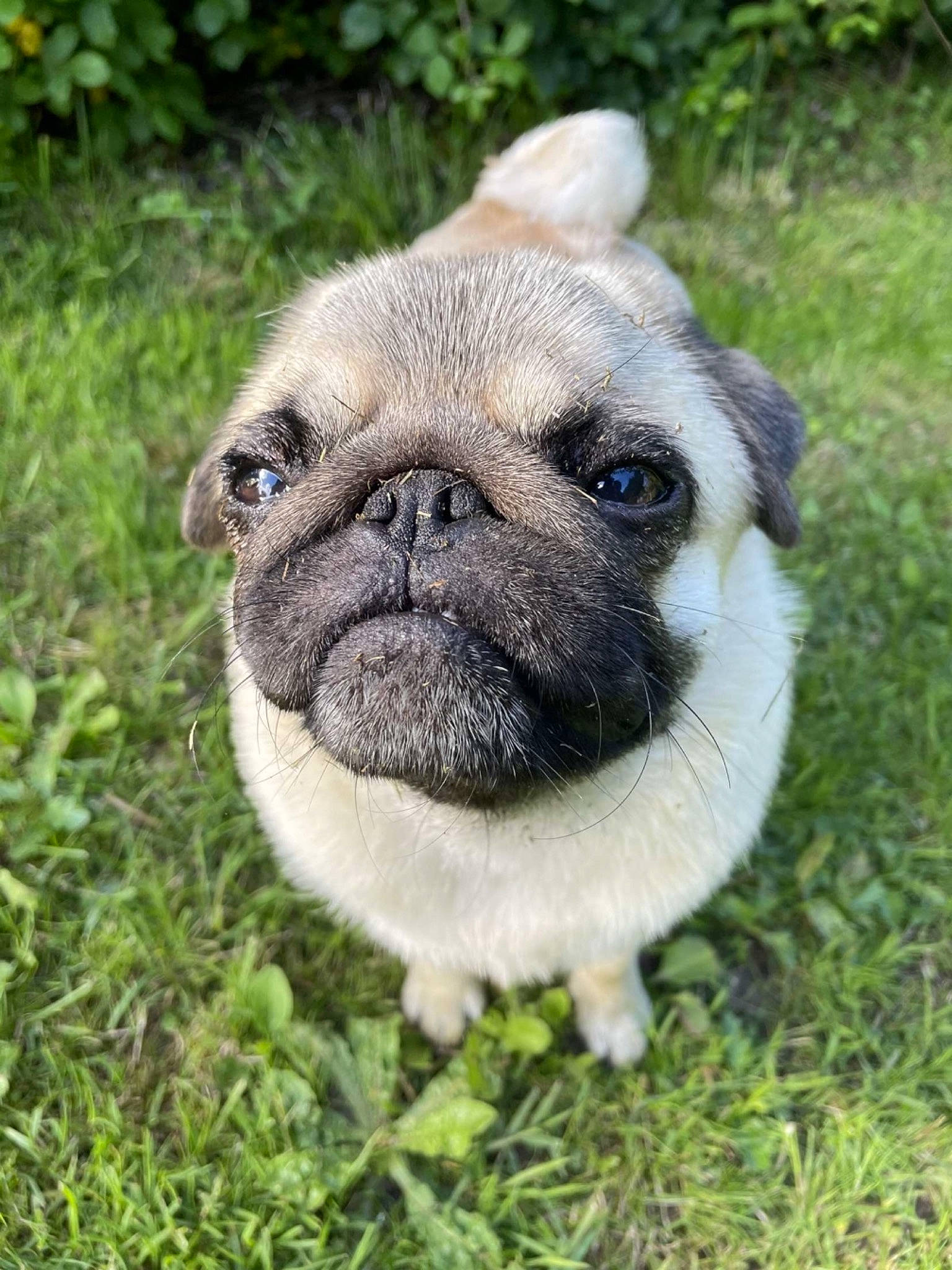 Roma a rejoint le concours — aidez-le/la à gagner de superbes lots ! bulldog, canidae, carnivore, companion_dog, dog, dog_breed, fawn, fur, grass, groundcover, plant, pug, snout, sporting_group, terrestrial_animal, toy_dog, tree, whiskers, working_animal, wrinkle