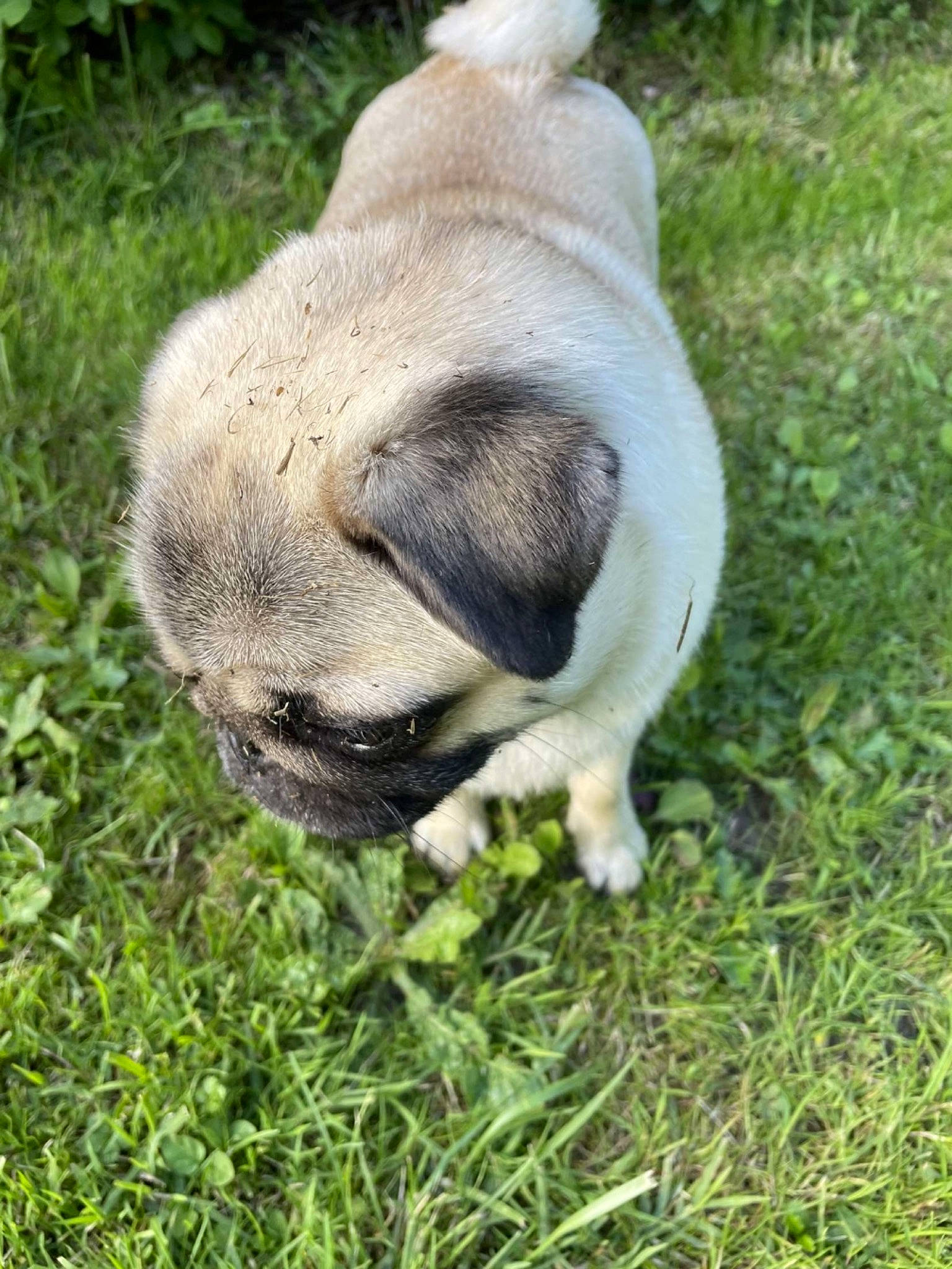 Roma participe au concours pour gagner de l'argent avec cette photo : bulldog, canidae, carnivore, companion_dog, dog, dog_breed, fawn, fur, grass, plant, pug, snout, sporting_group, terrestrial_animal, toy_dog, tree, whiskers, wildlife, working_animal, wrinkle