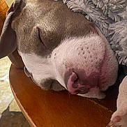 Mater joined the competition — help win amazing prizes! dog, sleeping, close_up, chair, blanket, brown, white, nose, paw, fur, pet, cozy, rest, indoors, relaxation, wood, texture, calm, cute, snout