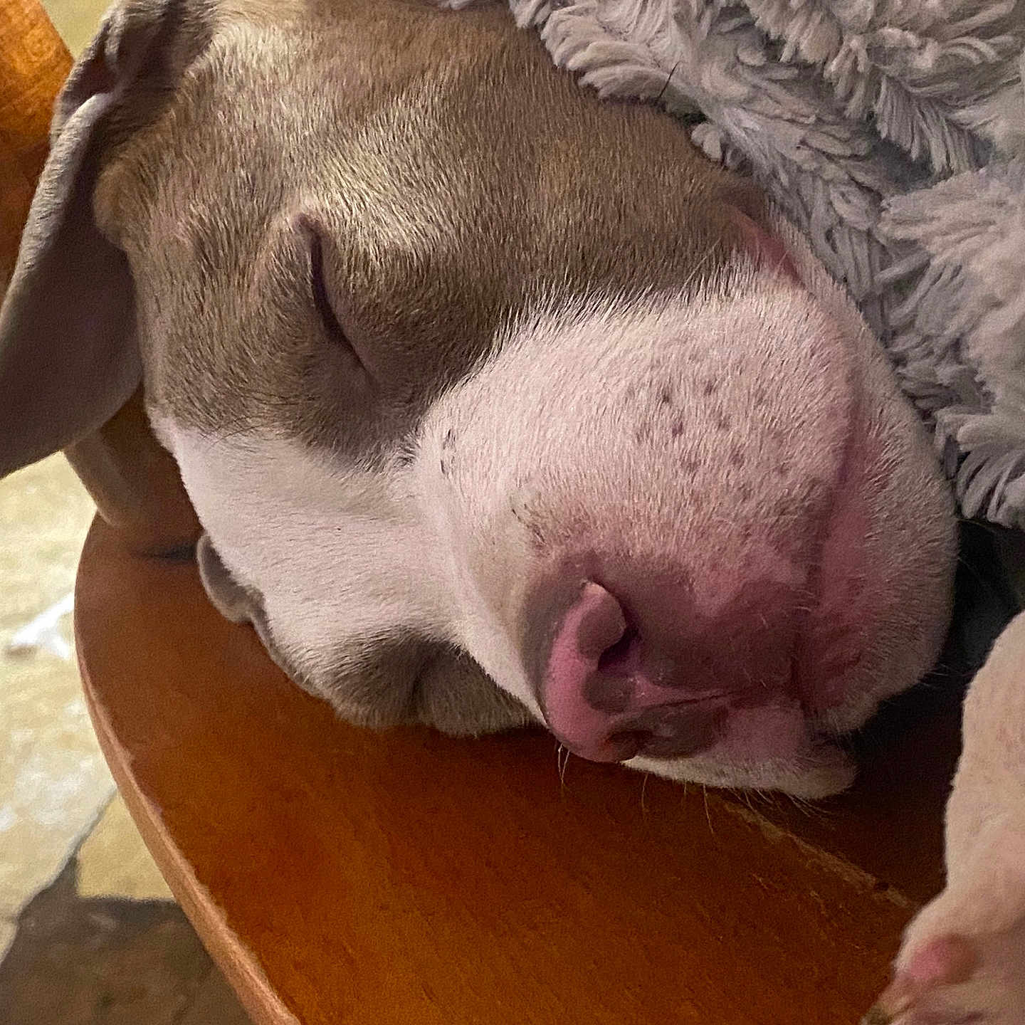 Mater joined the competition — help win amazing prizes! dog, sleeping, close_up, chair, blanket, brown, white, nose, paw, fur, pet, cozy, rest, indoors, relaxation, wood, texture, calm, cute, snout