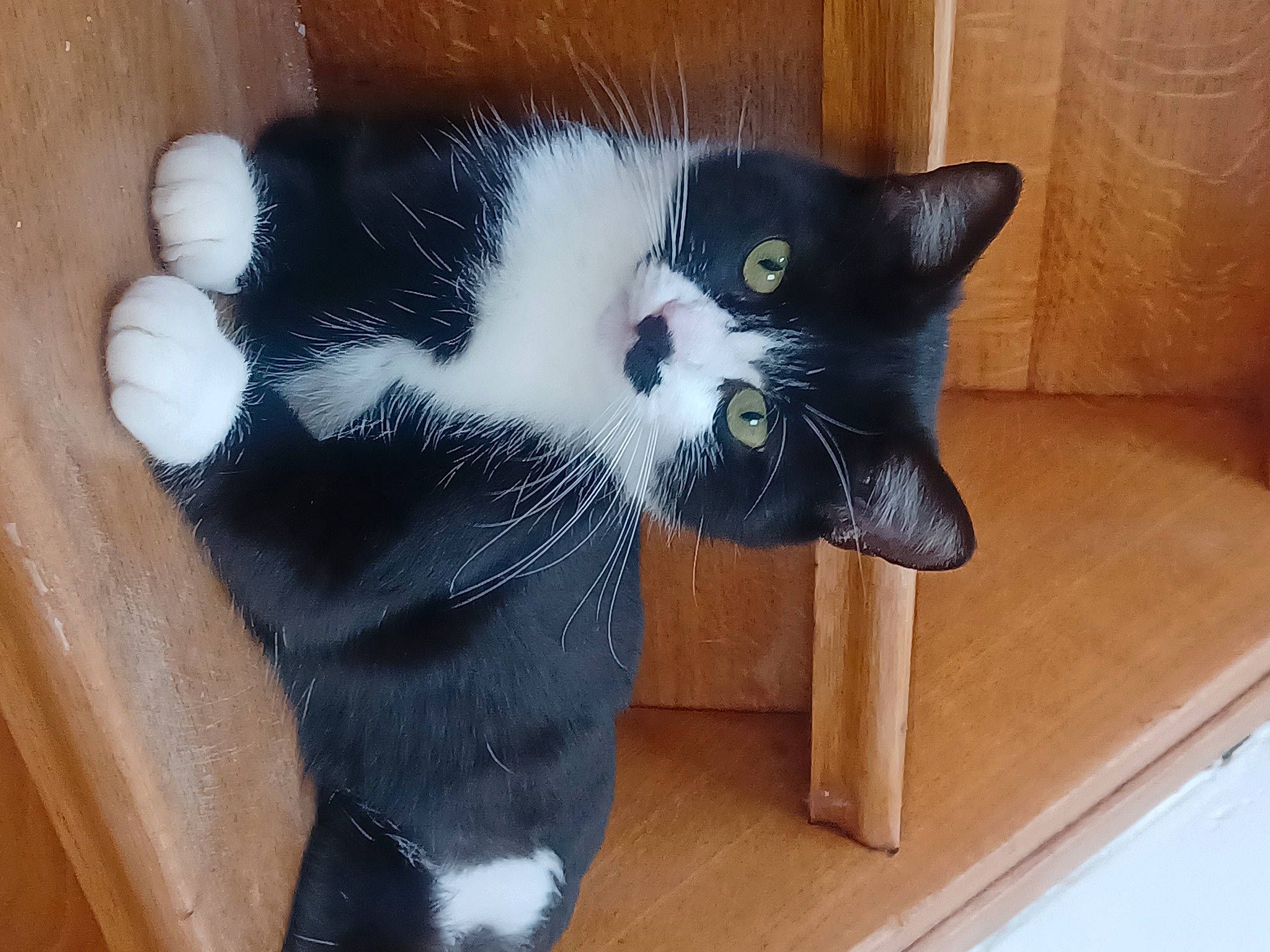 Soquette a rejoint le concours — aidez-le/la à gagner de superbes lots ! carnivore, cat, comfort, domestic_short_haired_cat, eye, felidae, flooring, foot, fur, hardwood, mammal, paw, small_to_medium_sized_cats, snout, tail, terrestrial_animal, varnish, vertebrate, whiskers, wood