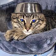 Lewis is registered to the contest to win money with this photo: cat, tabby_cat, blue_eyes, metal_bowl, hat, pet_bed, gray_fabric, indoor, animal, cute, fur, whiskers, relaxed, resting, playful, domestic_cat, closeup, portrait, funny, pet