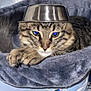 cat, tabby_cat, blue_eyes, metal_bowl, hat, pet_bed, gray_fabric, indoor, animal, cute, fur, whiskers, relaxed, resting, playful, domestic_cat, closeup, portrait, funny, pet