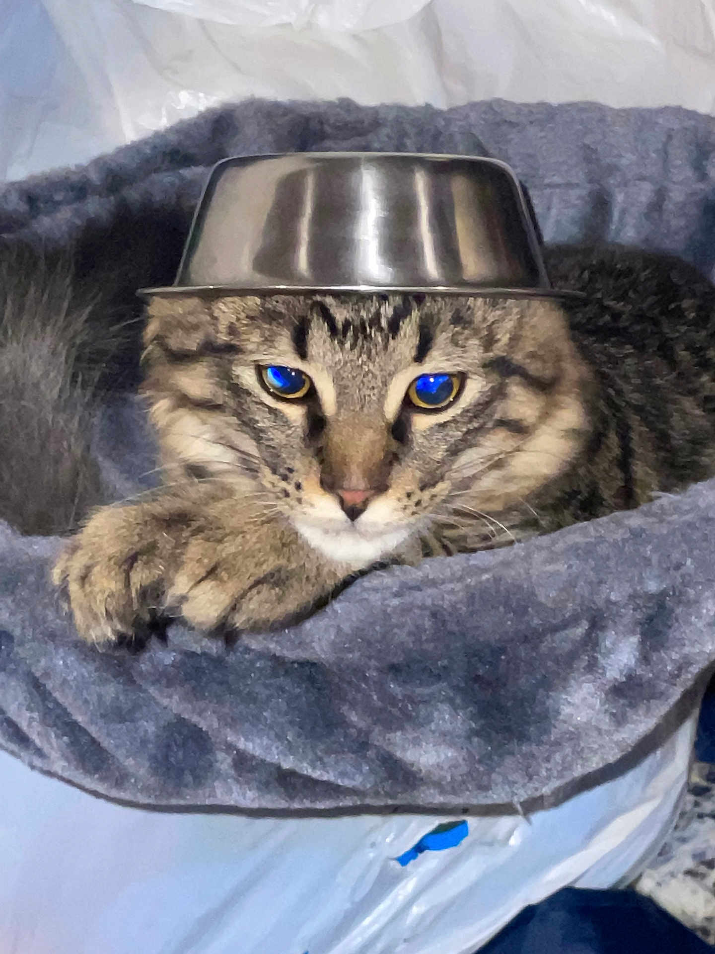 Lewis is registered to the contest to win money with this photo: cat, tabby_cat, blue_eyes, metal_bowl, hat, pet_bed, gray_fabric, indoor, animal, cute, fur, whiskers, relaxed, resting, playful, domestic_cat, closeup, portrait, funny, pet