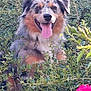 dog, australian_shepherd, tongue_out, happy, outdoor, greenery, bushes, flower, pink_flower, pet, animal, nature, fur, ears, snout, portrait, sitting, canine, friendly, summer