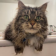 Raven joined the competition — help win amazing prizes! cat, tabby_cat, green_eyes, long_whiskers, fluffy_fur, indoor, countertop, pet, feline, curious, close_up, portrait, domestic_cat, striped_fur, whiskers, relaxed, animal, mammal, cute, household