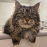 cat, tabby_cat, green_eyes, long_whiskers, fluffy_fur, indoor, countertop, pet, feline, curious, close_up, portrait, domestic_cat, striped_fur, whiskers, relaxed, animal, mammal, cute, household