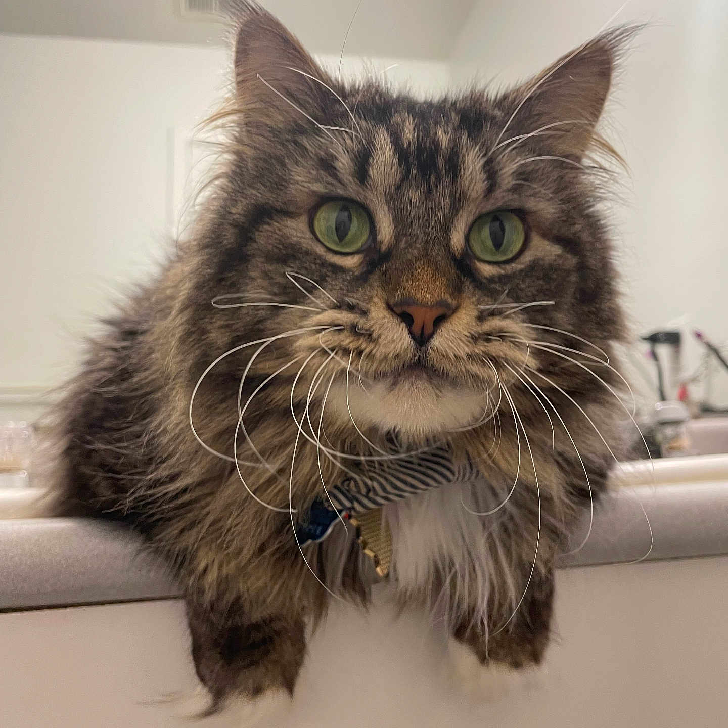 Raven joined the competition — help win amazing prizes! cat, tabby_cat, green_eyes, long_whiskers, fluffy_fur, indoor, countertop, pet, feline, curious, close_up, portrait, domestic_cat, striped_fur, whiskers, relaxed, animal, mammal, cute, household