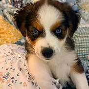 Iggy Mae joined the competition — help win amazing prizes! puppy, dog, blue_eyes, close_up, fluffy, brown, white, black, quilt, blanket, patterned, indoor, cute, pet, young, fur, resting, soft, cozy, animal