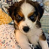 puppy, dog, blue_eyes, close_up, fluffy, brown, white, black, quilt, blanket, patterned, indoor, cute, pet, young, fur, resting, soft, cozy, animal