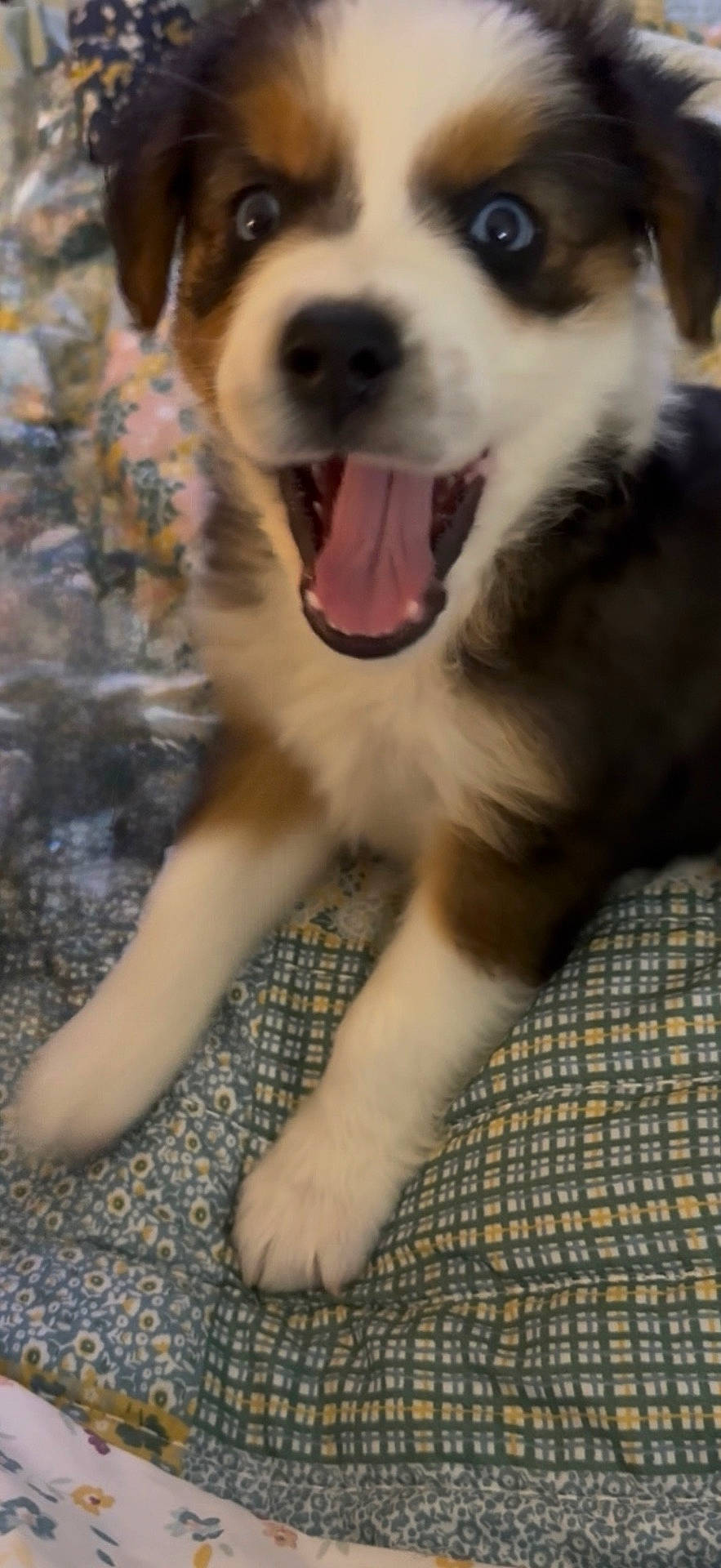 Iggy Mae joined the competition — help win amazing prizes! animal, bed, canine, cute, dog, eyes, fabric, fur, happy, indoor, mouth, pattern, paw, pet, playful, puppy, quilt, smiling, tongue, young