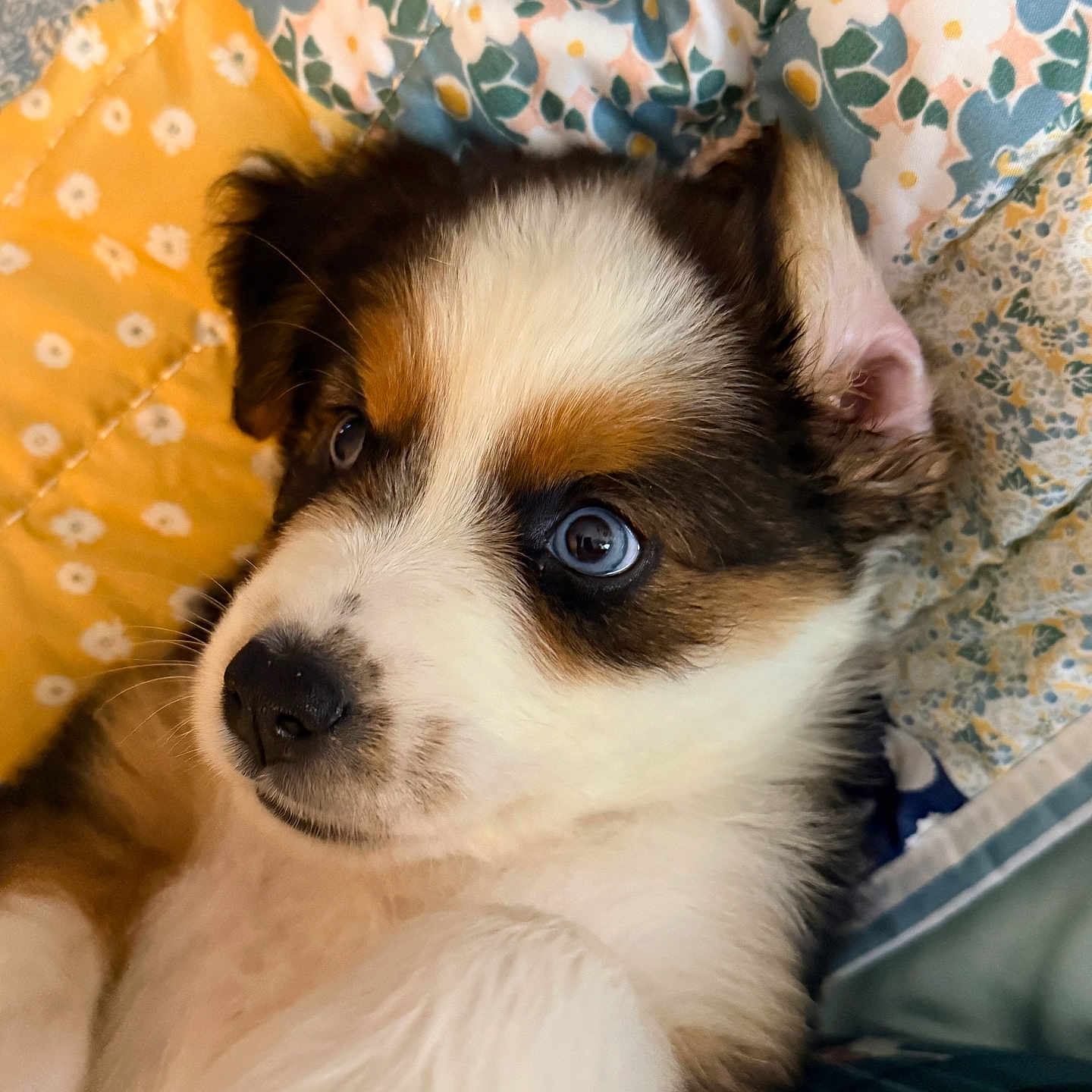 Iggy Mae