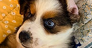 Iggy Mae joined the competition — help win amazing prizes! puppy, dog, close_up, blue_eyes, cute, fluffy, pet, animal, lying_down, quilt, patterned, colorful, cozy, indoor, soft, fur, face, ear, nose, whiskers