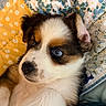 puppy, dog, close_up, blue_eyes, cute, fluffy, pet, animal, lying_down, quilt, patterned, colorful, cozy, indoor, soft, fur, face, ear, nose, whiskers