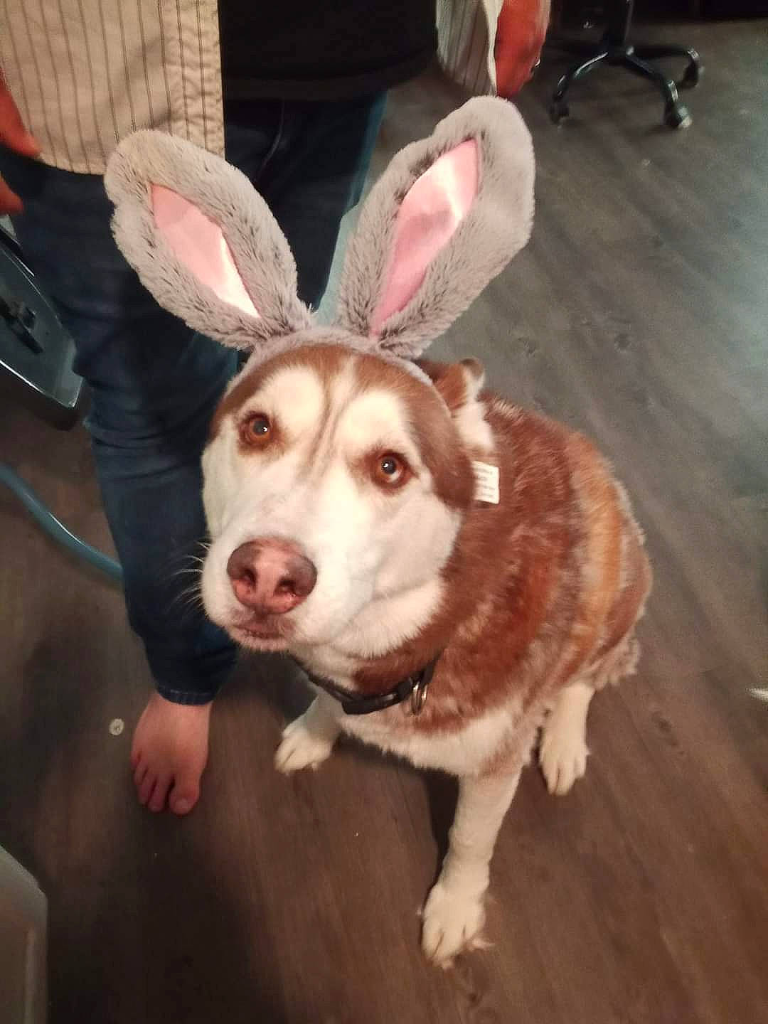 Cody joined the competition — help win amazing prizes! canidae, carnivore, companion_dog, dog, dog_breed, ear, fawn, fictional_character, flooring, fur, happy, hardwood, jaw, paw, snout, sporting_group, tail, whiskers, wood, working_animal