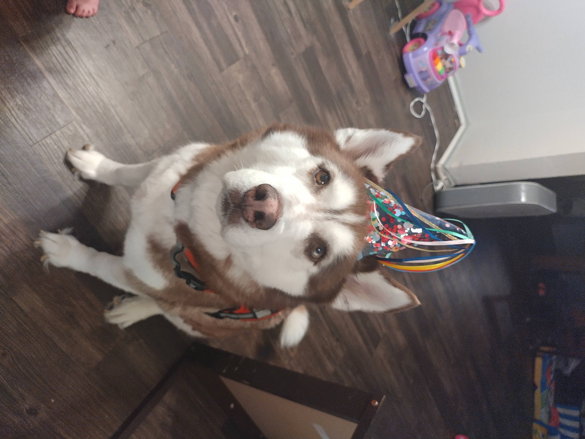 Cody is registered to the contest to win money with this photo: canidae, carnivore, collar, companion_dog, dog, dog_breed, dog_collar, flooring, fur, hardwood, leash, non_sporting_group, siberian_husky, sporting_group, tail, whiskers, wood, wood_stain, working_animal