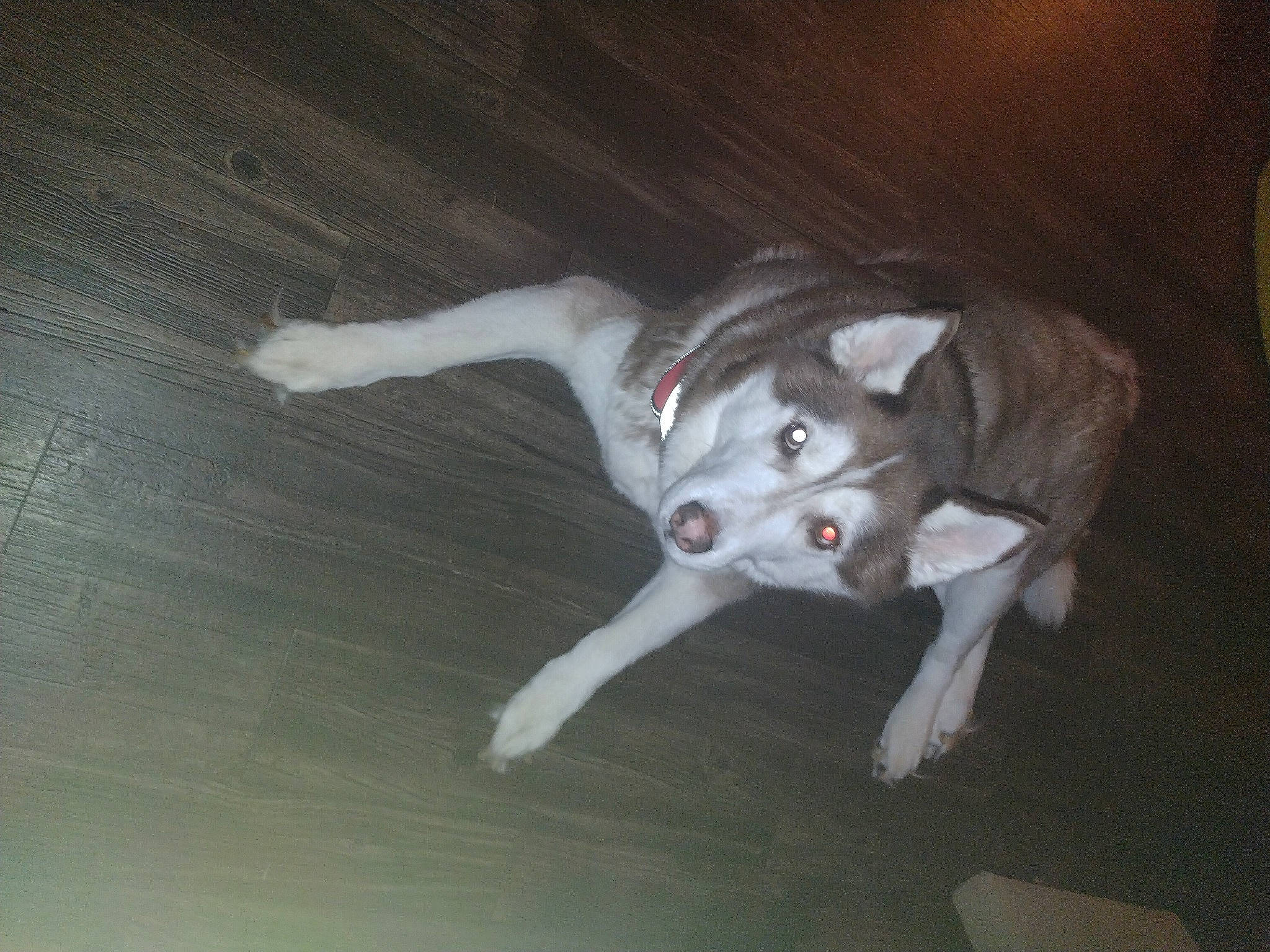 Cody is registered to the contest to win money with this photo: canidae, carnivore, companion_dog, dog, dog_breed, ear, felidae, flash_photography, flooring, fur, hardwood, paw, siberian_husky, small_to_medium_sized_cats, sporting_group, tail, toy_dog, whiskers, wood, working_animal