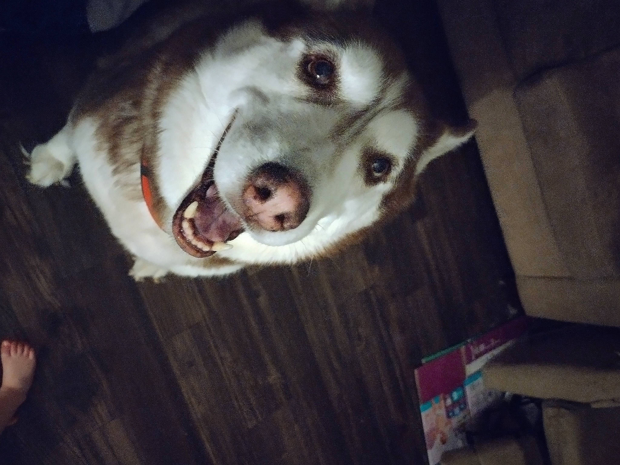 Cody is registered to the contest to win money with this photo: canidae, canis, carnivore, companion_dog, dog, dog_breed, door, fang, fawn, flooring, fur, hardwood, jaw, sled_dog, smile, snout, sporting_group, whiskers, wood, working_animal