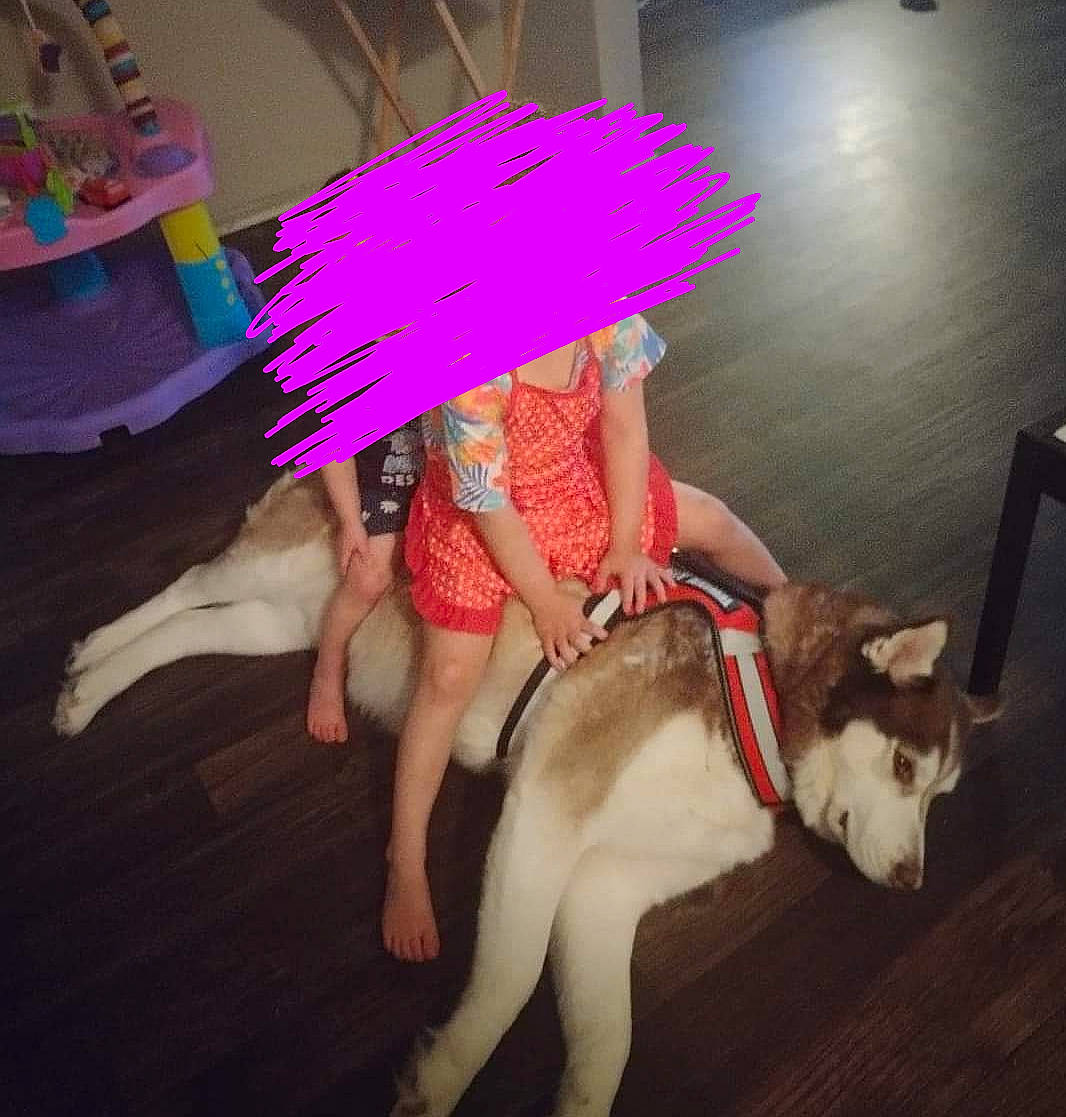 Cody is registered to the contest to win money with this photo: companion_dog, costume, dog_breed, dress, entertainment, event, fashion_accessory, fawn, felidae, fictional_character, flooring, fun, fur, human_leg, magenta, performance_art, performing_arts, sporting_group, tail, thigh