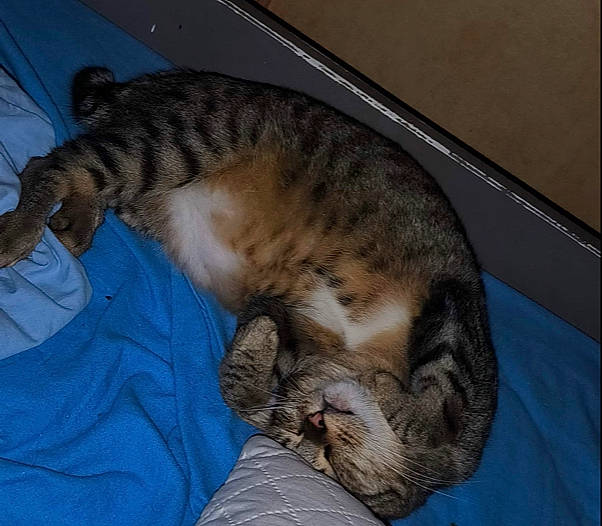 Doly a rejoint le concours — aidez-le/la à gagner de superbes lots ! carnivore, cat, cat_supply, claw, comfort, domestic_short_haired_cat, felidae, fur, nap, paw, sleep, small_to_medium_sized_cats, snout, tail, terrestrial_animal, whiskers