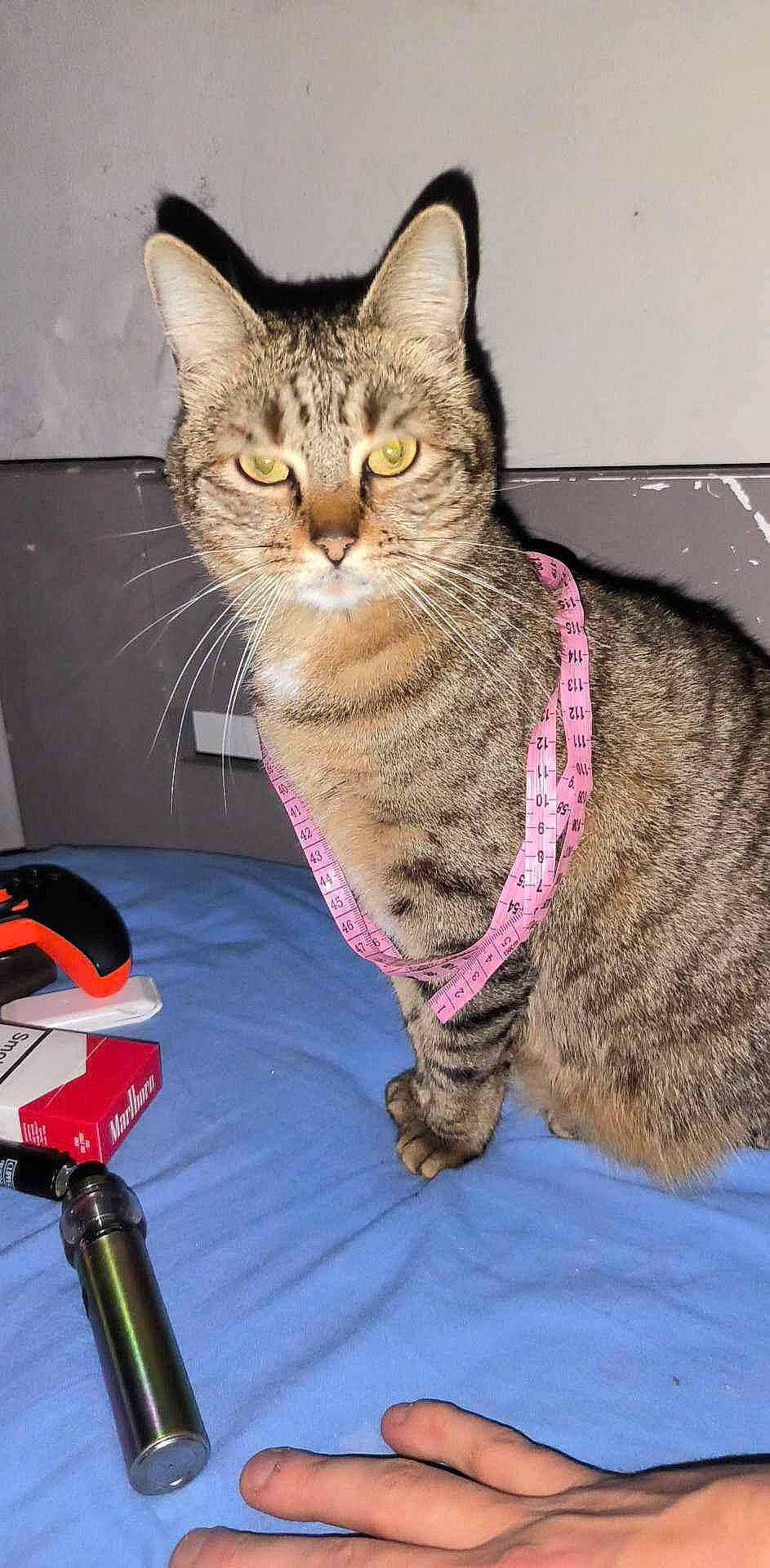 Doly a rejoint le concours — aidez-le/la à gagner de superbes lots ! audio_equipment, bicycle_handlebar, cable, carnivore, cat, claw, domestic_short_haired_cat, felidae, fur, gesture, lap, paw, sitting, small_to_medium_sized_cats, snout, tail, terrestrial_animal, whiskers, wire