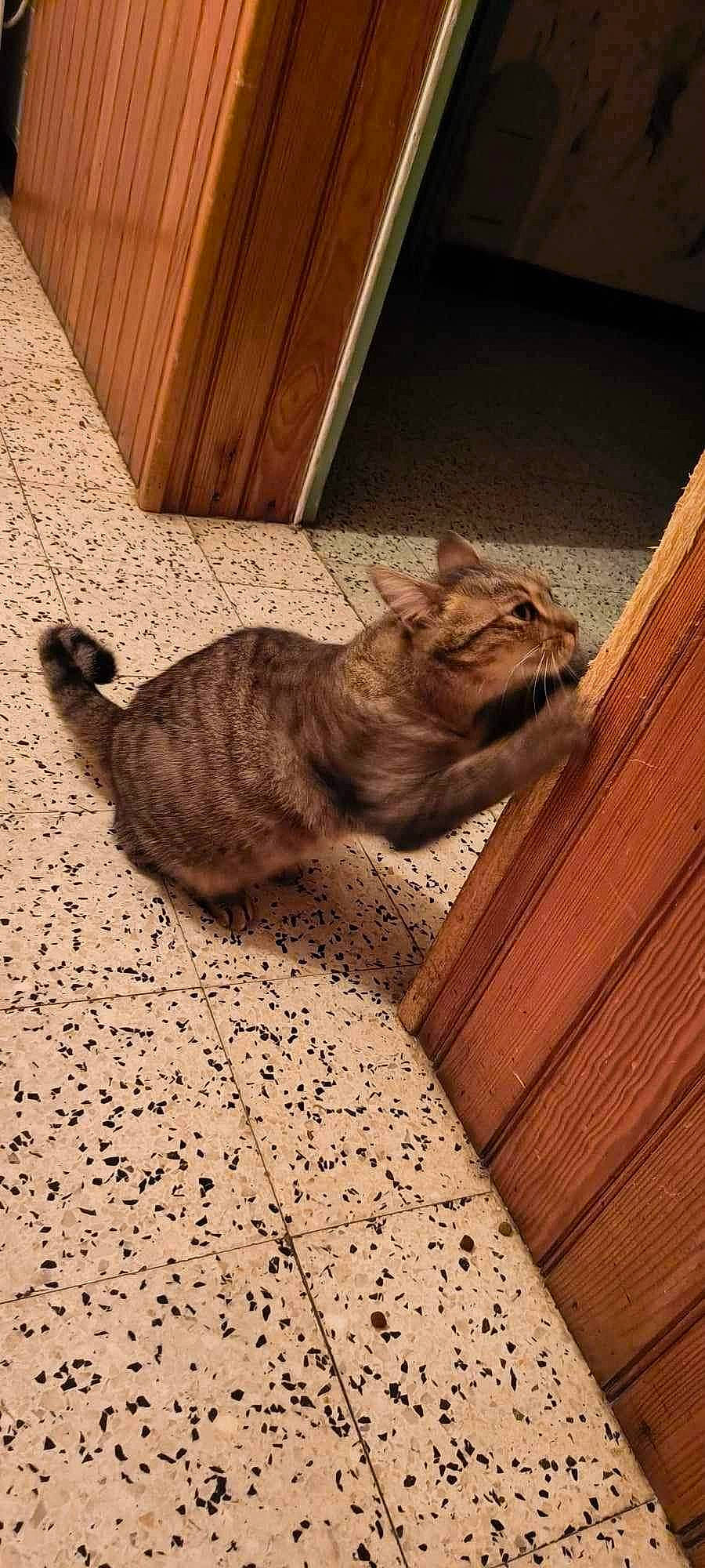 Doly a rejoint le concours — aidez-le/la à gagner de superbes lots ! brown, carnivore, cat, claw, domestic_short_haired_cat, fawn, felidae, floor, flooring, fur, hardwood, paw, small_to_medium_sized_cats, snout, tail, terrestrial_animal, whiskers, window, wood, wood_stain