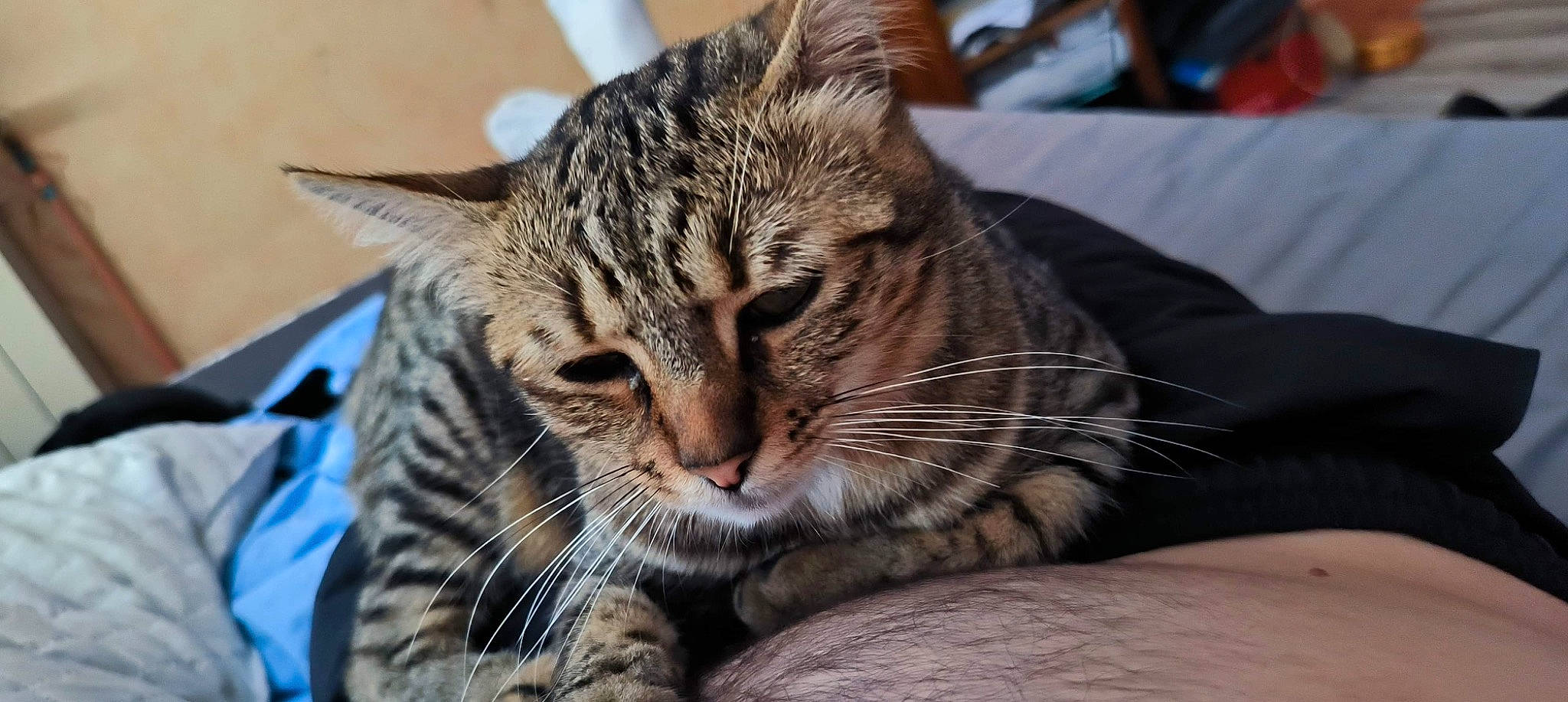 Doly a rejoint le concours — aidez-le/la à gagner de superbes lots ! carnivore, cat, comfort, domestic_short_haired_cat, felidae, fur, small_to_medium_sized_cats, snout, terrestrial_animal, tree, whiskers, wildlife